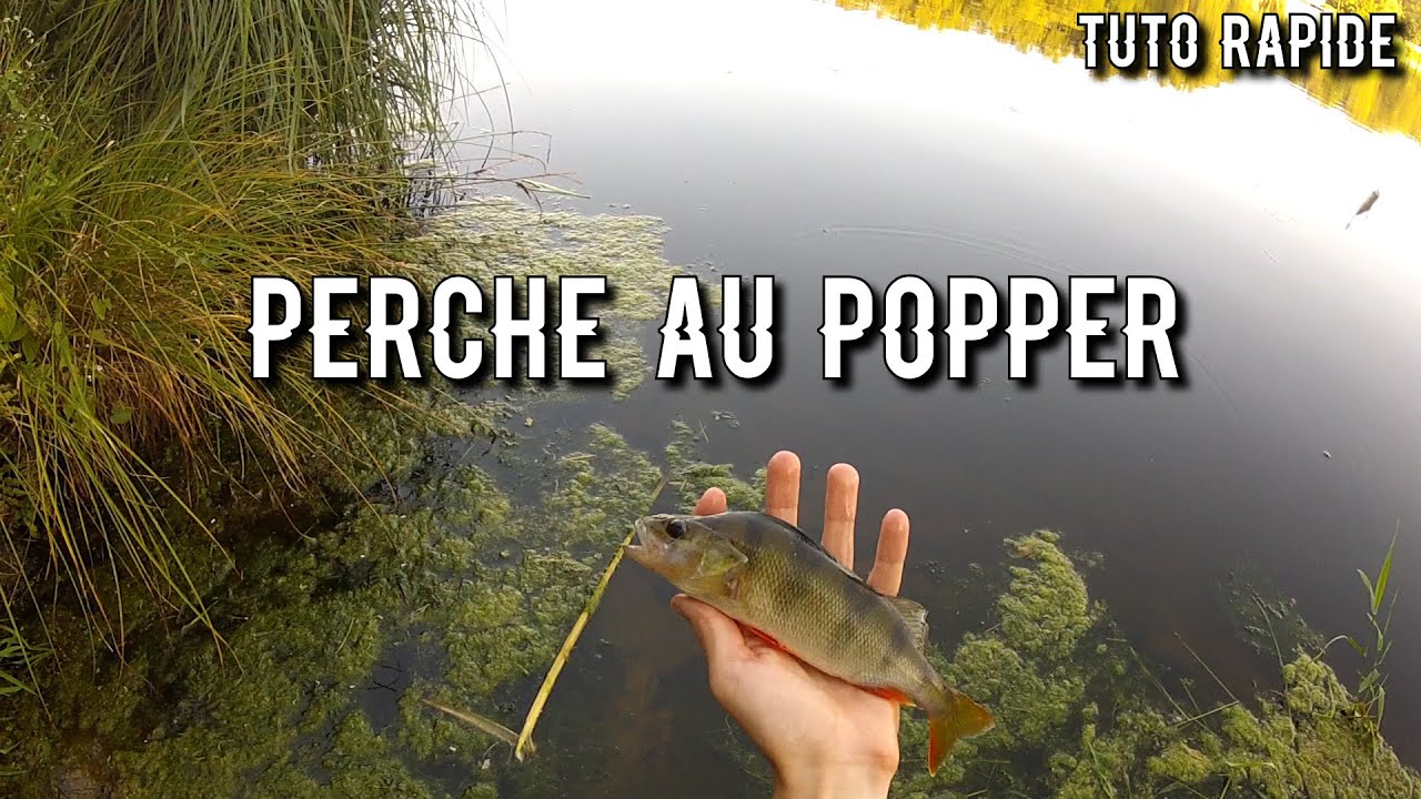 À la recherche des perches au popper en été ! (tuto rapide)