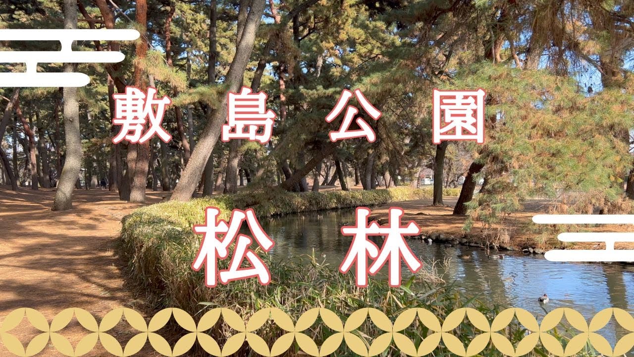 松林の鴨のいる水辺を散策 [前橋敷島公園]
