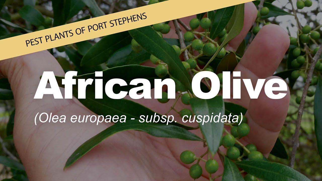 African Olive - Weeds of Port Stephens