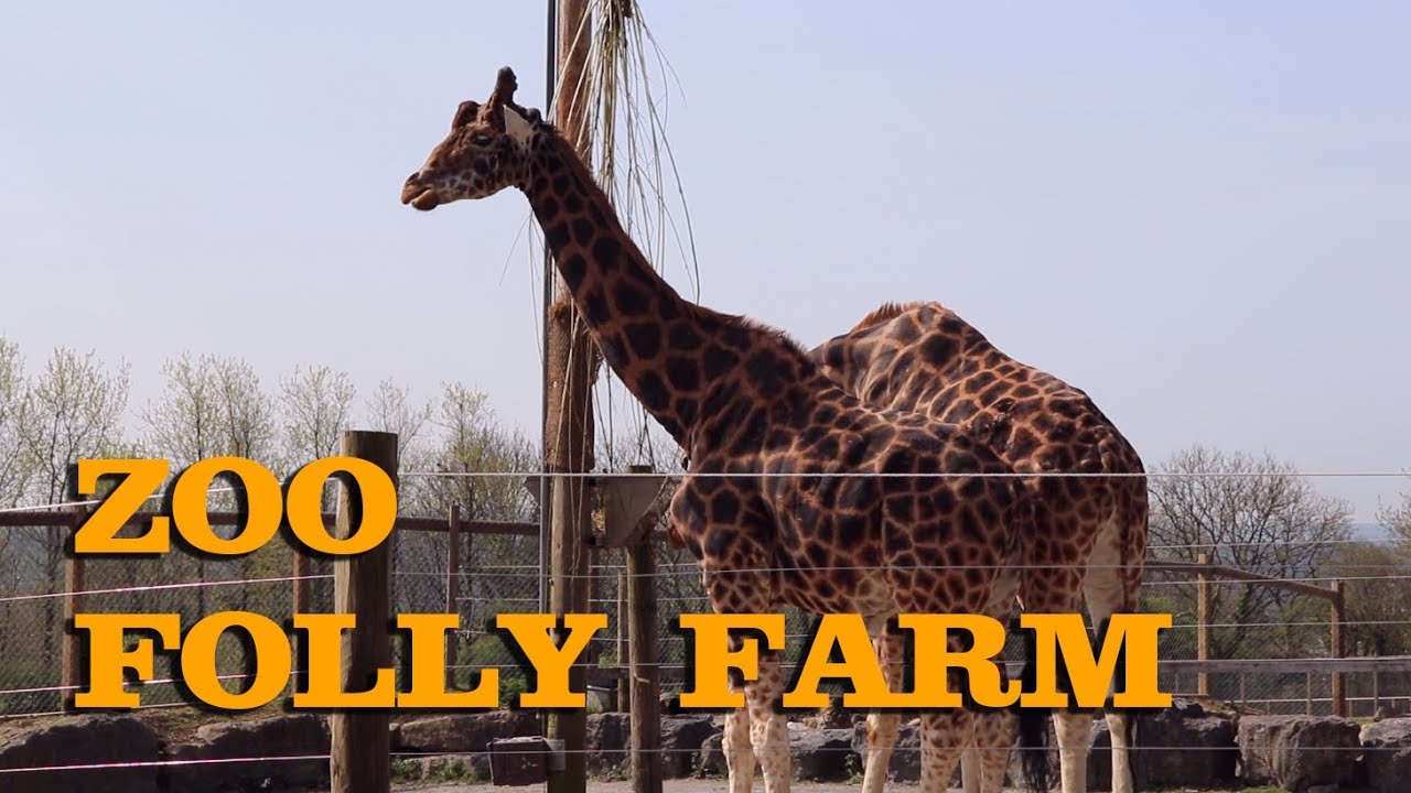 Jungle animals in Wales (Folly Farm Adventure Park & Zoo)