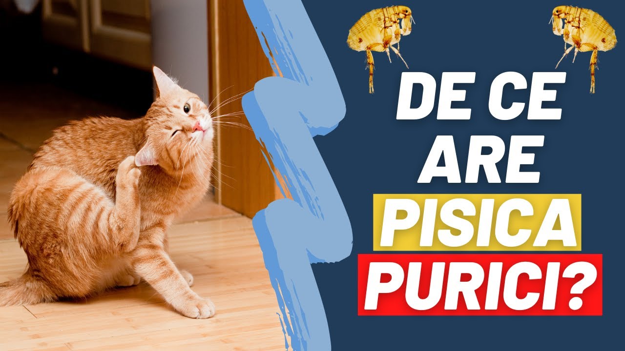 Puricii! Ai grijă de pisica ta! I + Bloopers