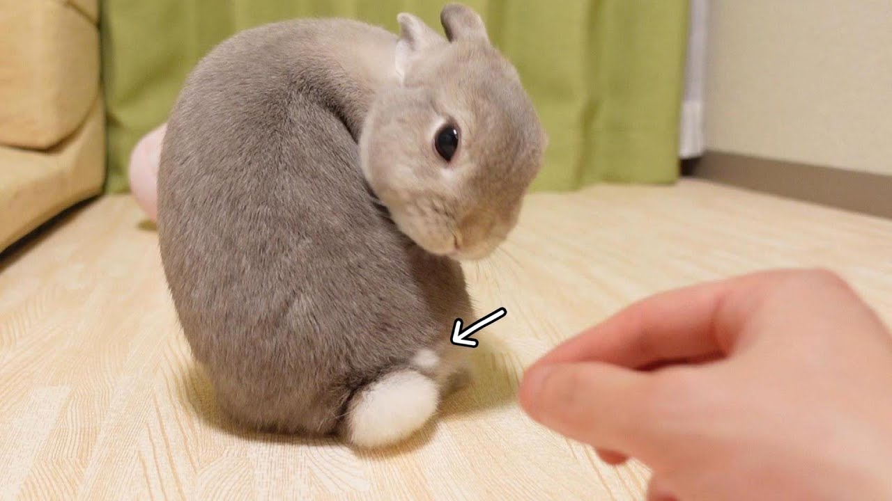 うさぎさんのおしりに無限に精製される白いポッチを摘出し続けたらフェルト人形がつくれる説