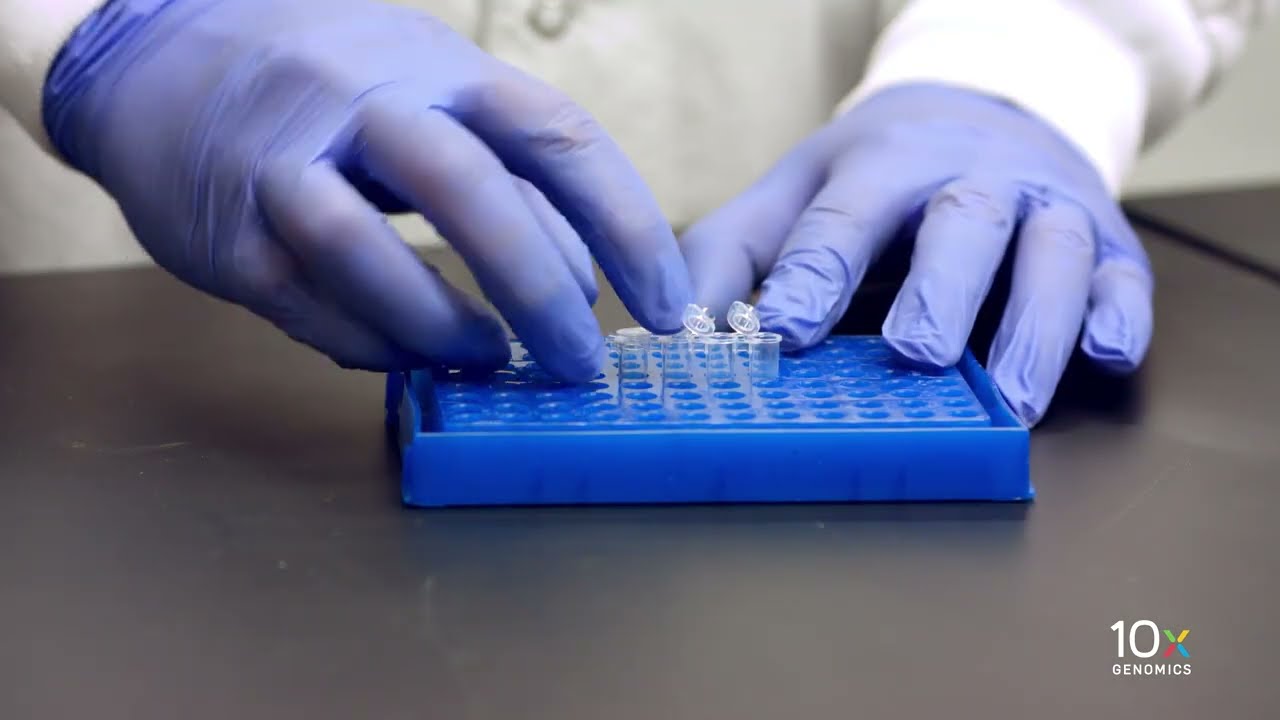 Single Cell Gene Expression Protocol v3.1 | cDNA Cleanup - SPRIselect