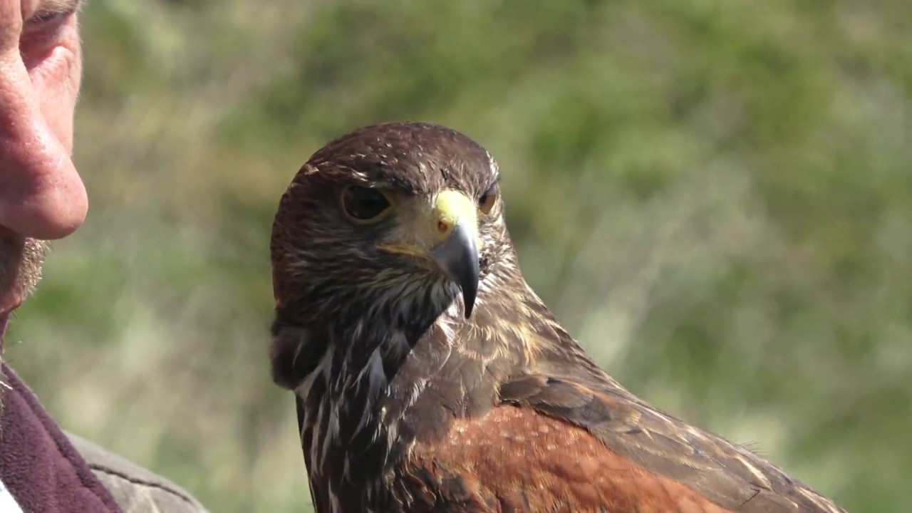 Putting a little show on for The Shooting Times Magazine. Training Harris Hawk and Whippet.