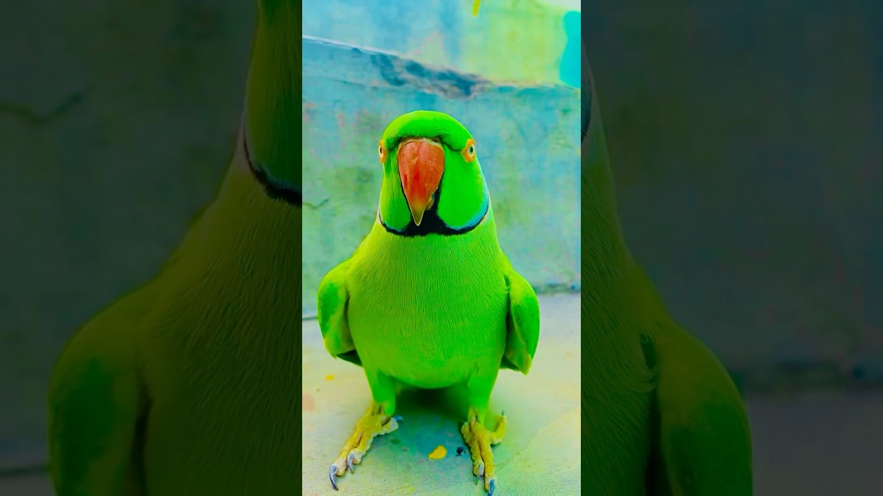 Talking parrot video😱 
