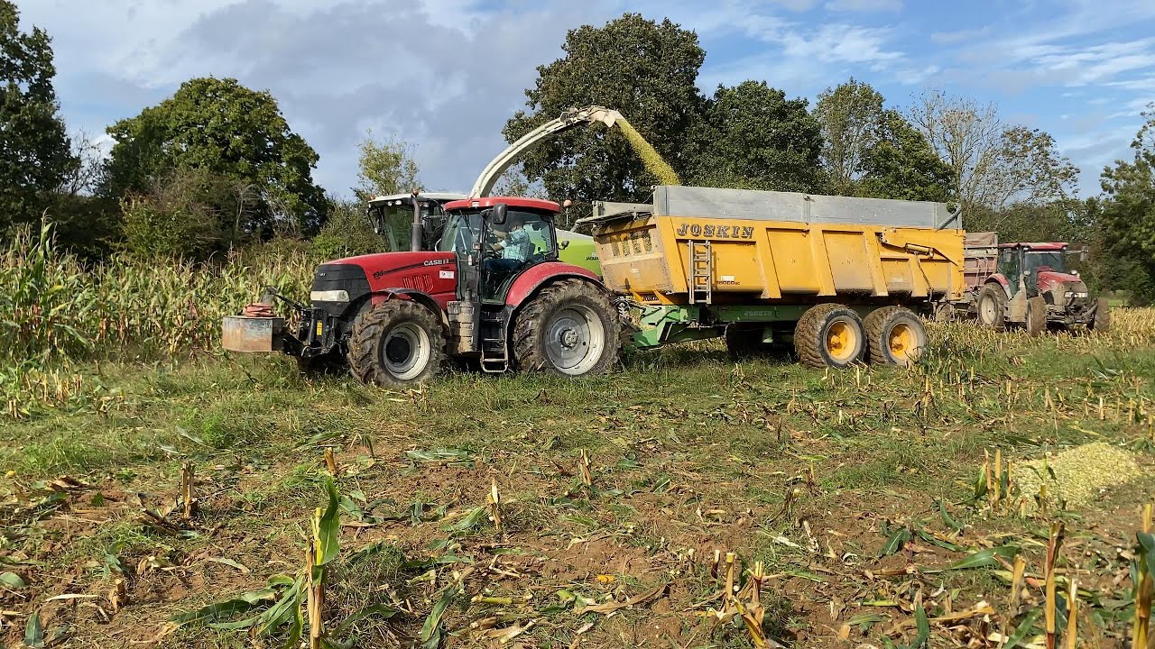 Ensilage de maïs avec un Case Puma 185