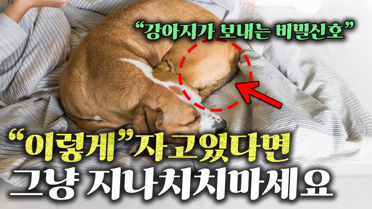 ”우리집 강아지는 왜 이렇게 잘까?” l 강아지 수면자세 별 꼭 알아야 할 내용과 심리상태