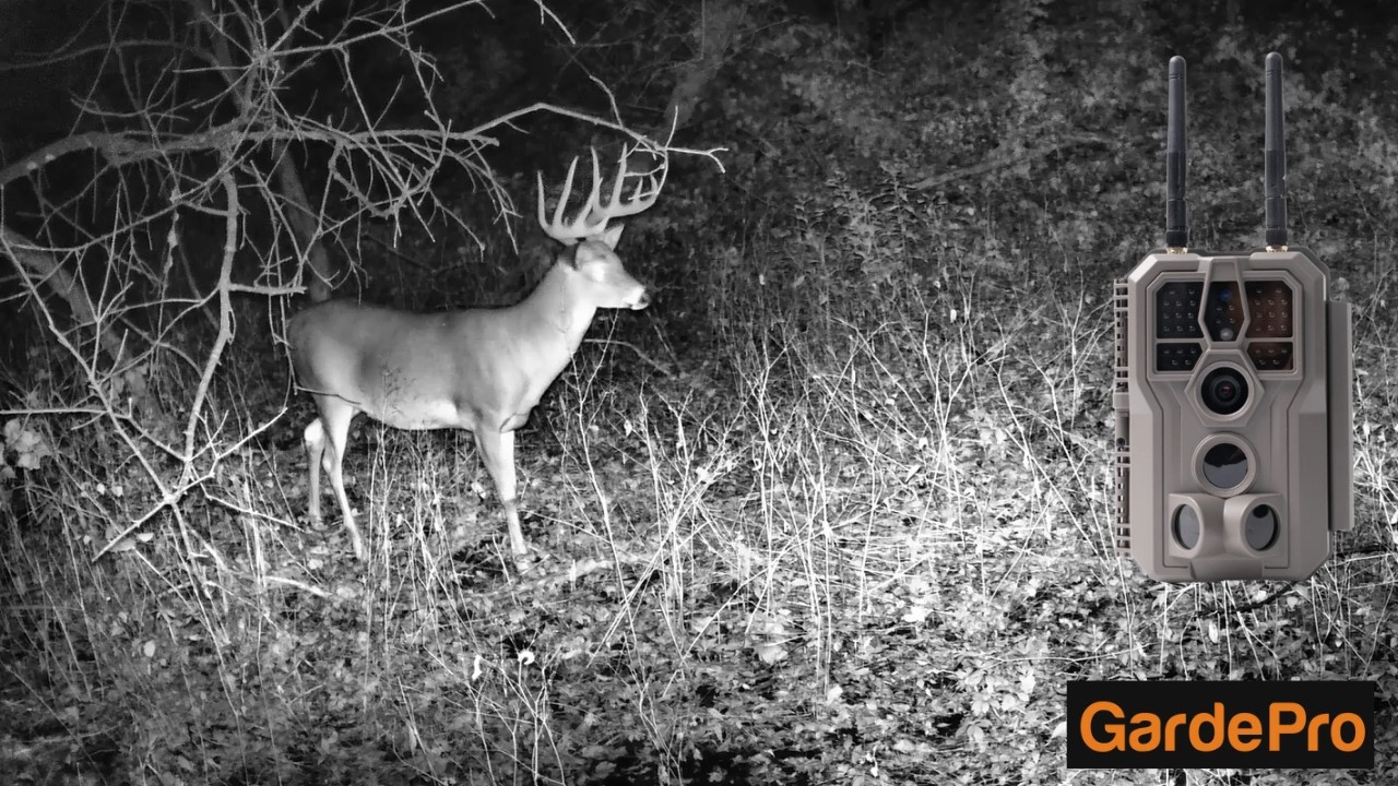 I Hung a Trail Camera over this Whitetail Scrape, and here's what it Captured