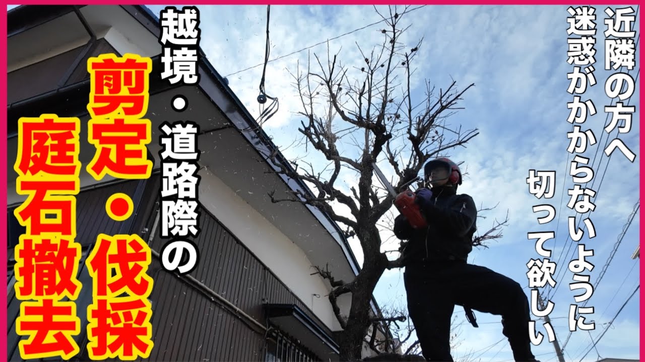 【仕事編】ご要望『近隣住民にご迷惑のかからないように木を切ってほしい！』　柿の木、モミジ、椿の剪定・伐採作業　庭石撤去