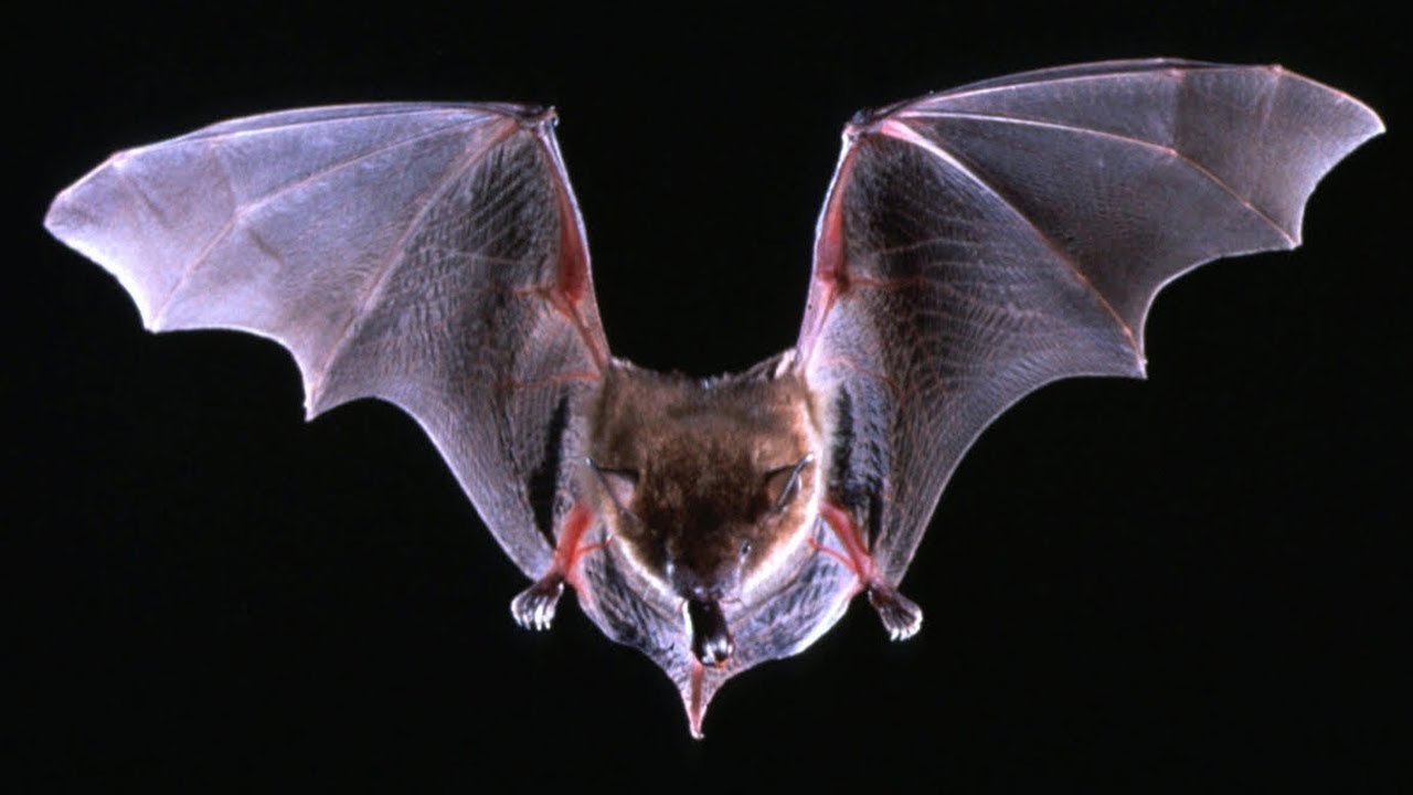 Man dies of rabies after daytime bat encounter