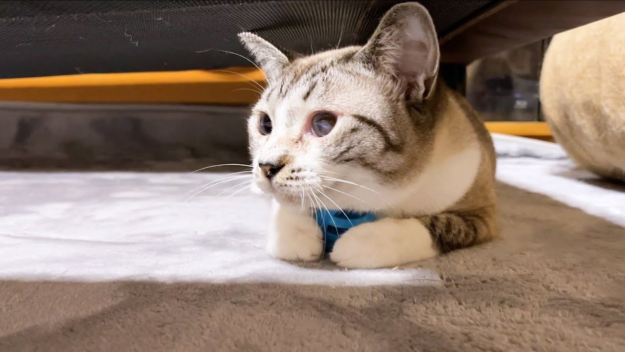 誰にも渡さないよ♪お姉ちゃん猫から大事な宝物を守る末っ子猫♥