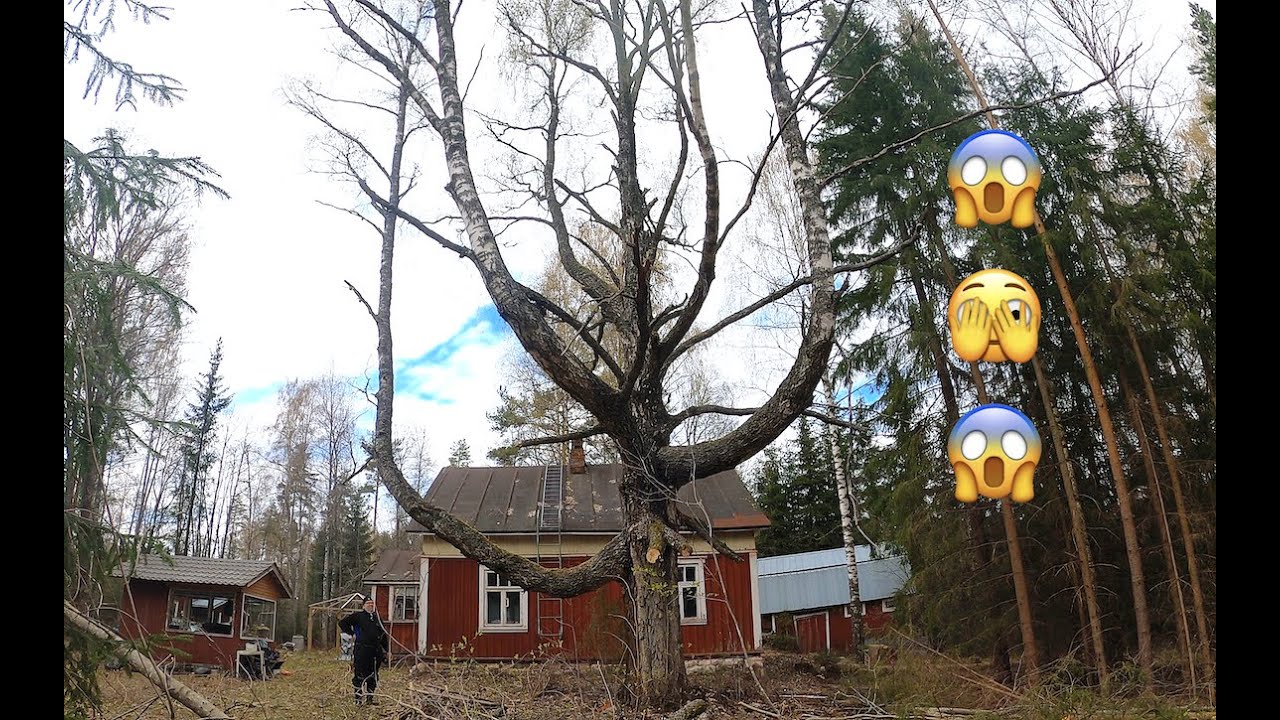 Mistä näitä mörköjä oikein tulee? Osa 1. Monster Birch Tree and Husqvarna 592xpg. @Akujelppi