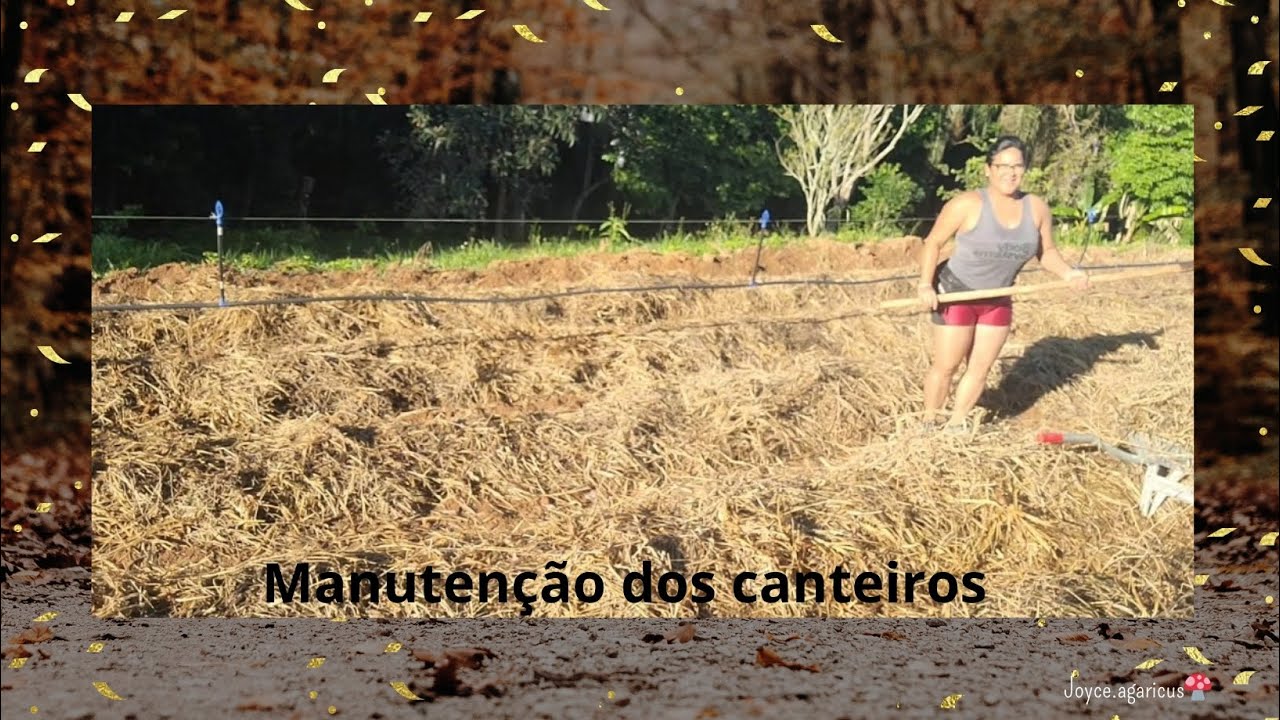 Cuidando do Agaricus Blazei ao amanhecer 🌅 | Manutenção dos canteiros e natureza viva!