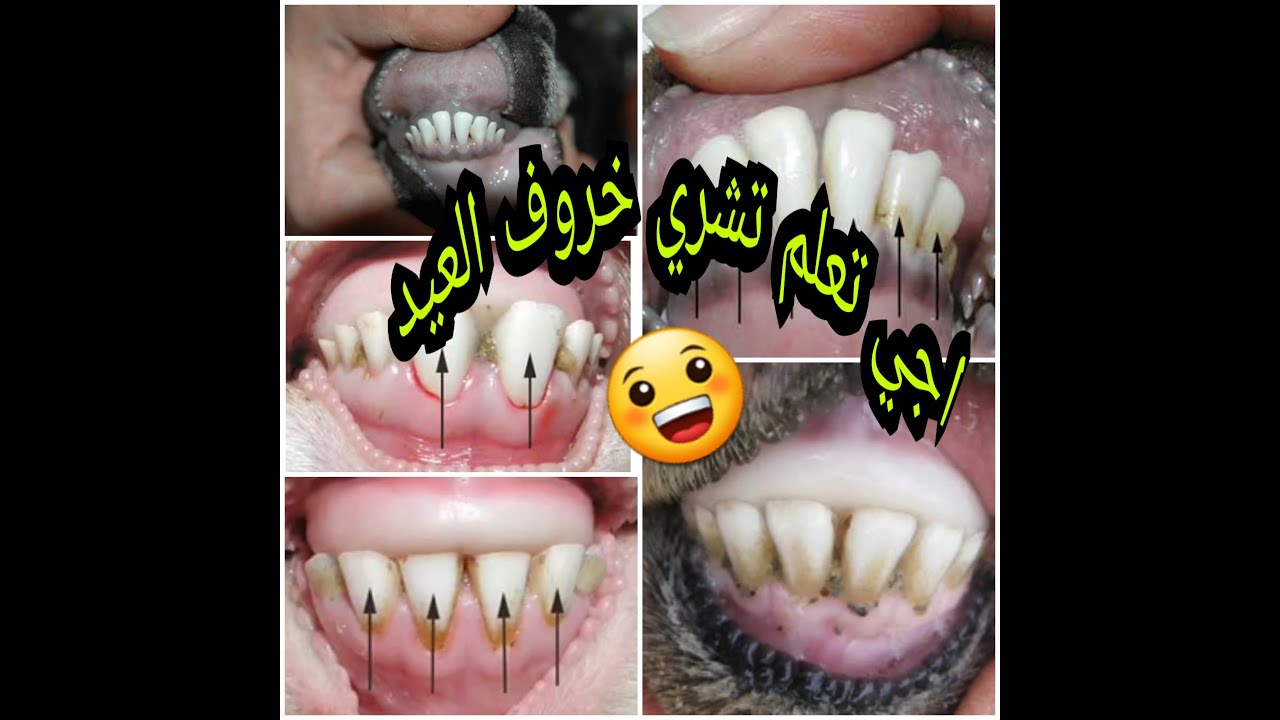 كيفية معرفة عمر او سن خروف العيد عند الشراء