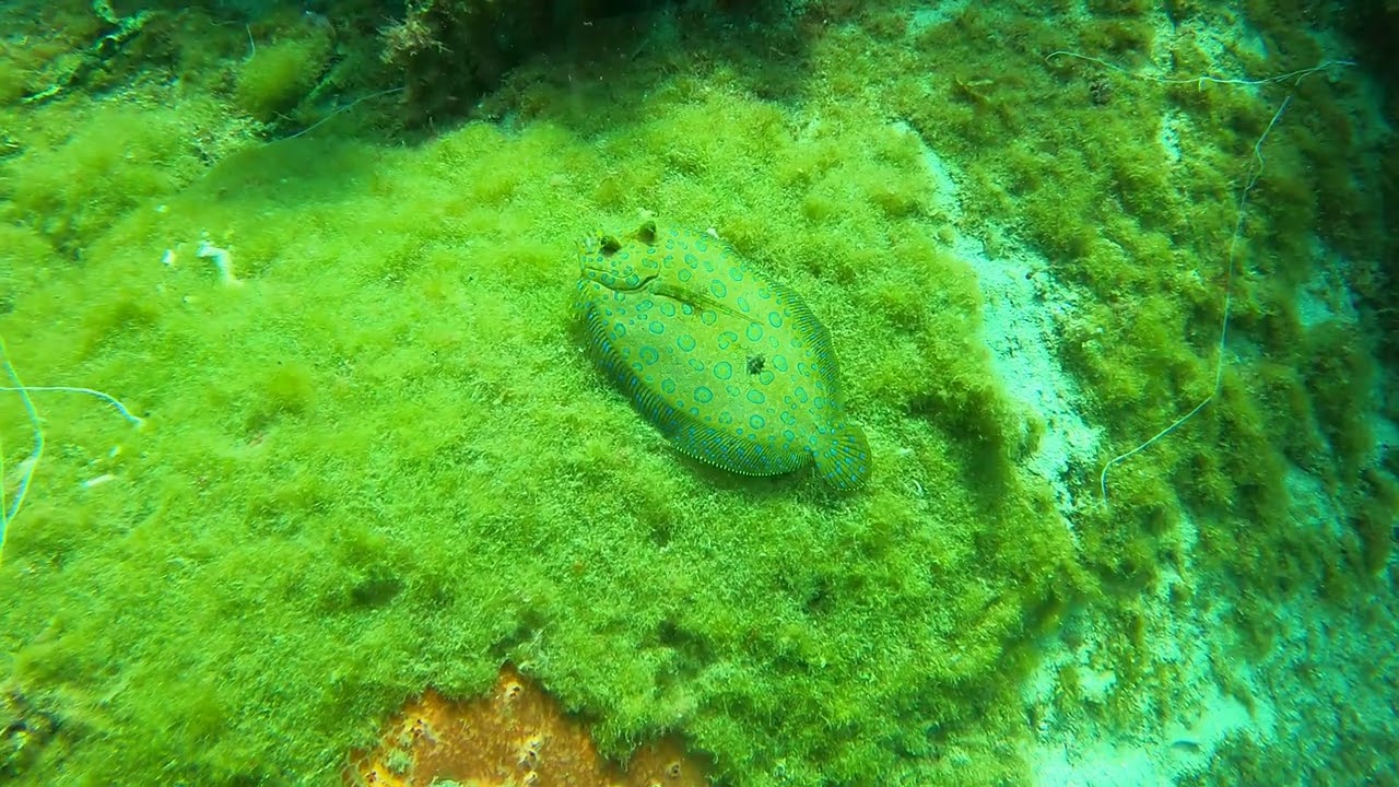 2026 02 26 Rocher de la baleine-Les anses d'Arlet-Martinique