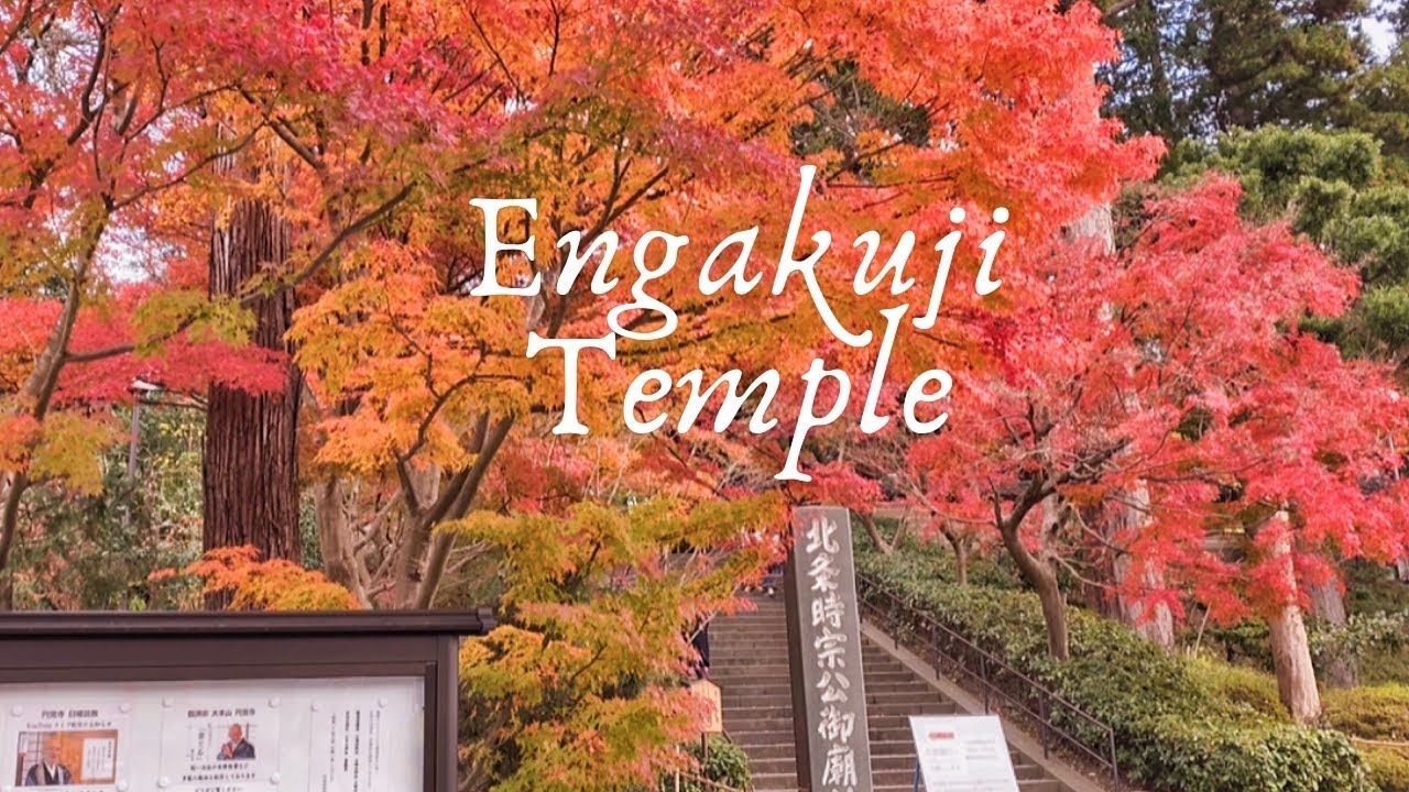 4k 円覚寺 Engakuji temple and 明月院 Meigetsuin Temple