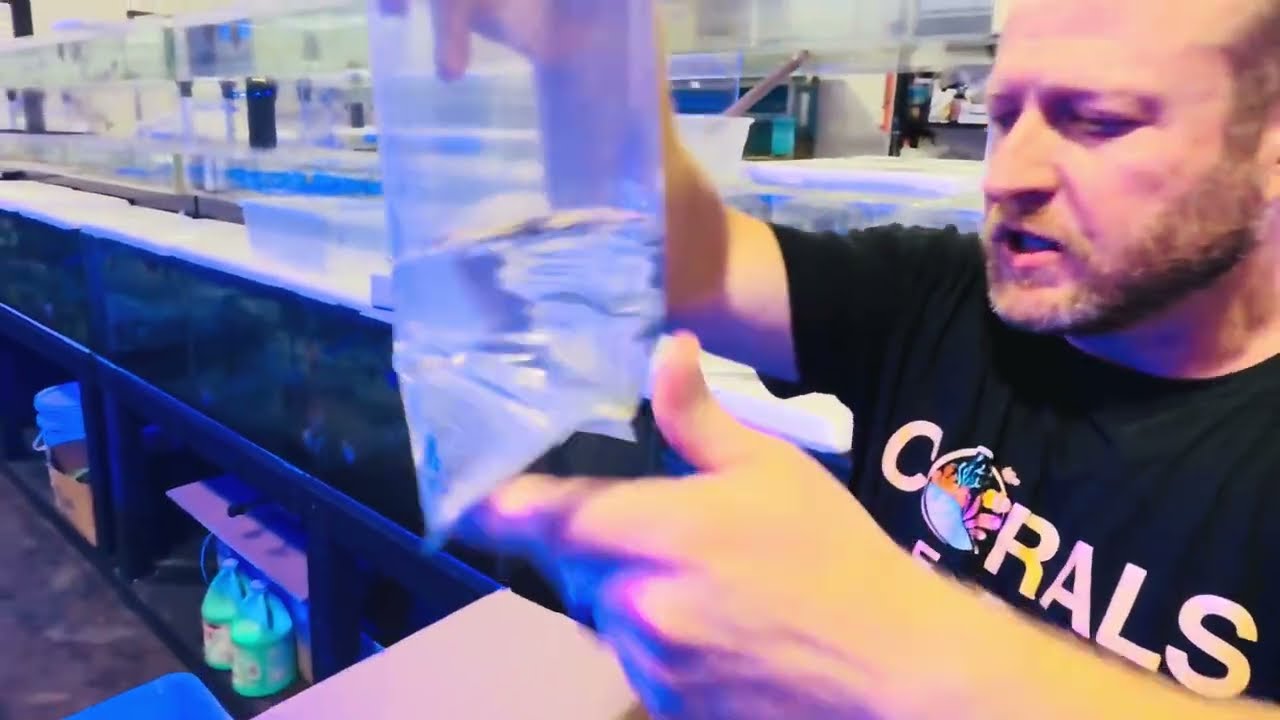 How to Drip Acclimate Saltwater Fish (Step-by-Step Guide)