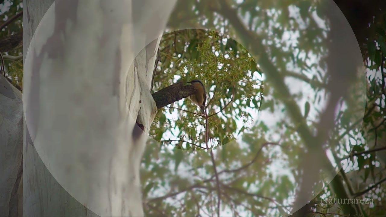 ¿Qué hay dentro del agujero? Un herrerillo en plena acción