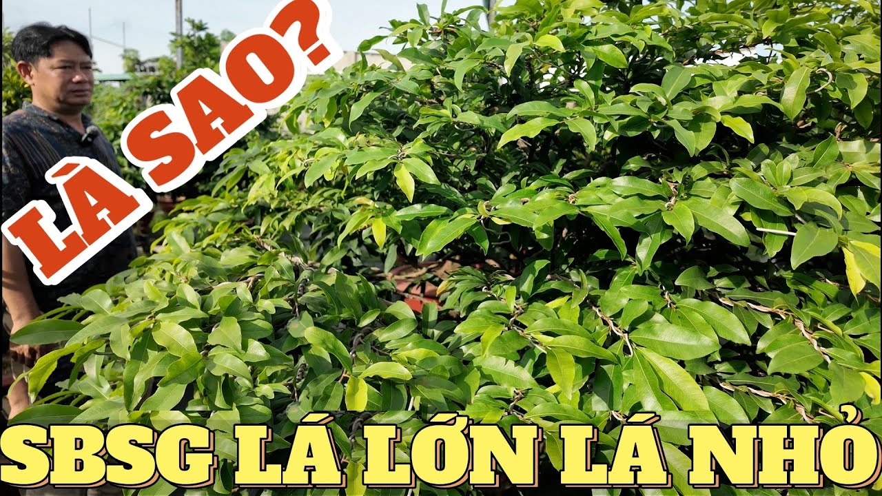SBSG SBBL lá lớn lá nhỏ là sao? Xem giống mới vườn mai Lâm Nông Q9 ủng hộ cây Đấu Giá Từ Thiện T7 âl
