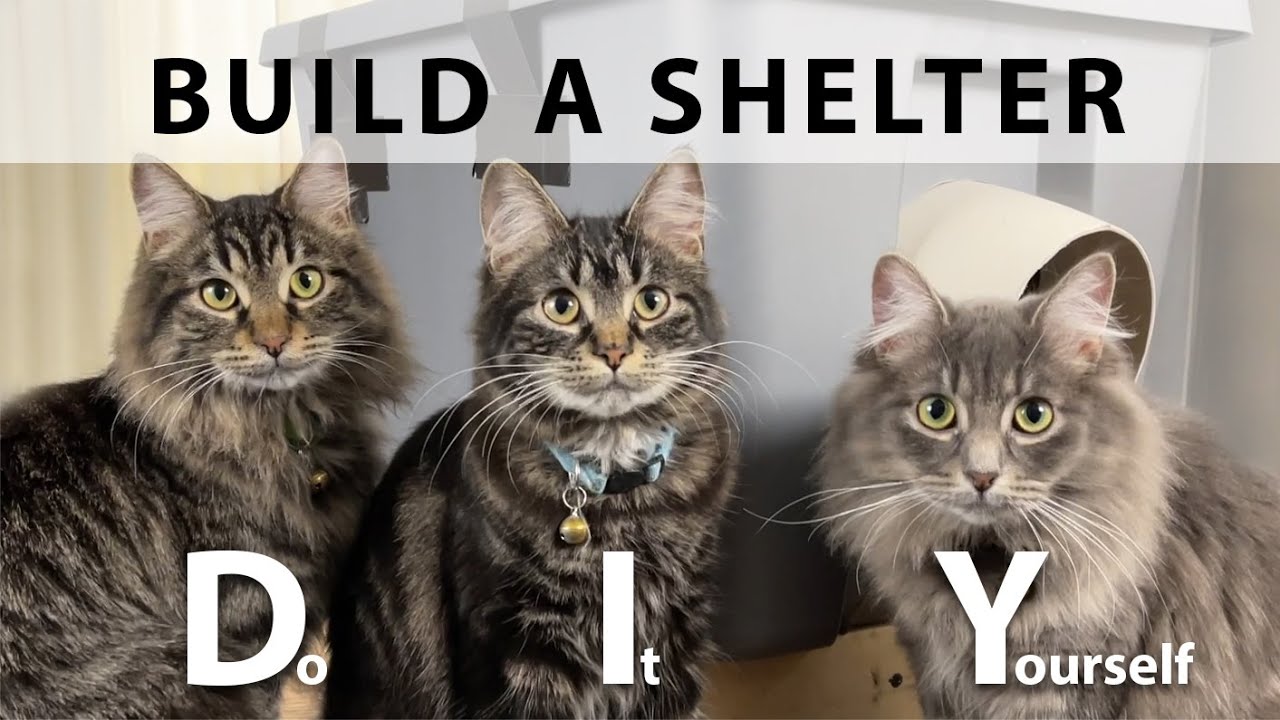 Build a DIY Outdoor Cat Shelter