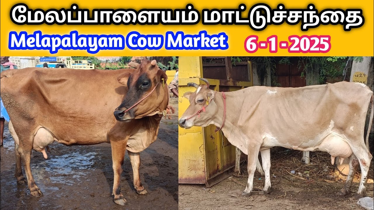 6 - 1 - 2025 | மேலப்பாளையம் மாட்டுச்சந்தை | Melapalayam Cow Market | திங்கல் கிழமை மாட்டுச்சந்தை