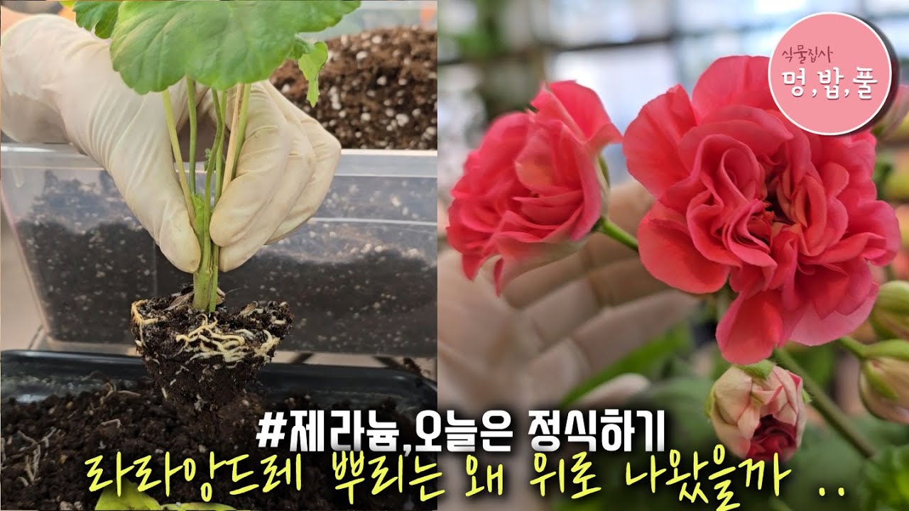 제라늄,봄 정식하기 #뿌리털어정식하기 #라라앙드레뿌리 #삽목이정체험판매행사안내