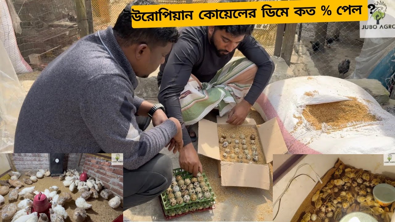 জুয়েল ভাইয়ের ইউরোপিয়ান কোয়েল পাখির ডিম কিনে প্রতারিত হওয়ার গল্প
