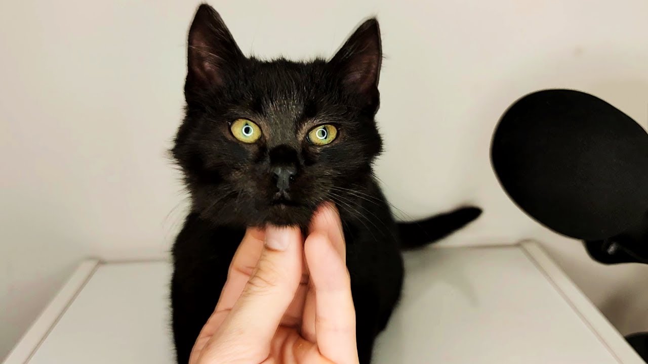 Black Cat Massage and Happy Purring ASMR