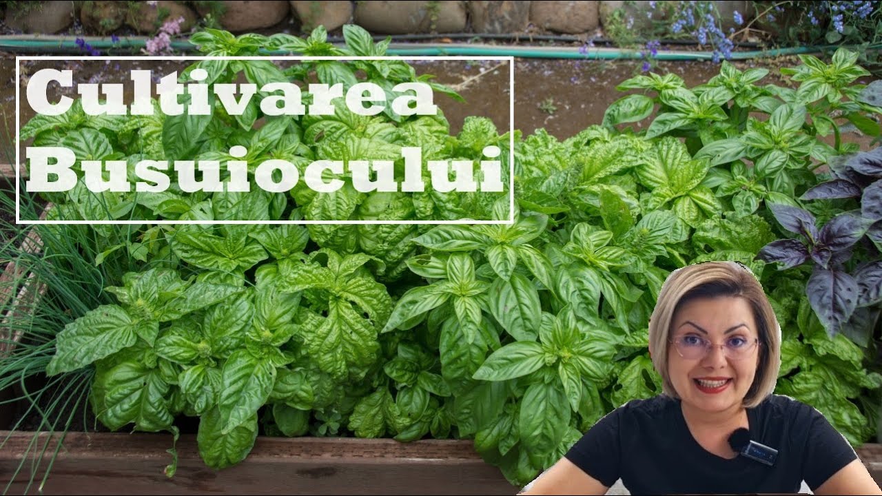 Busuiocul- plantare, îngrijire, recoltare,  sfaturi🌱🌱🌱