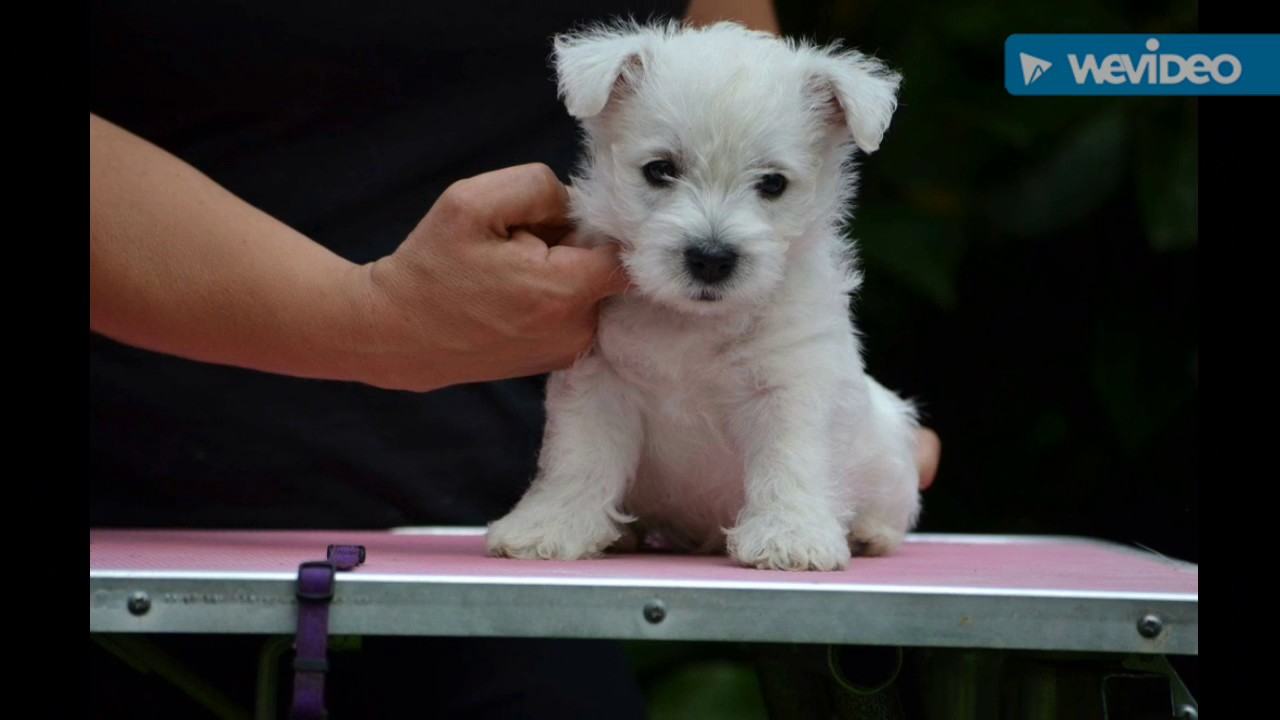 2 months - 6 months | Max the westie