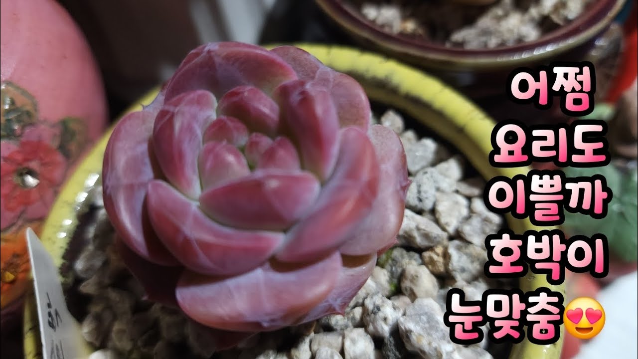 어쩜 요리도 이쁠까?  #호박 #라즈아가 #레드베리 #노랑풍선 눈맞춤합니다.