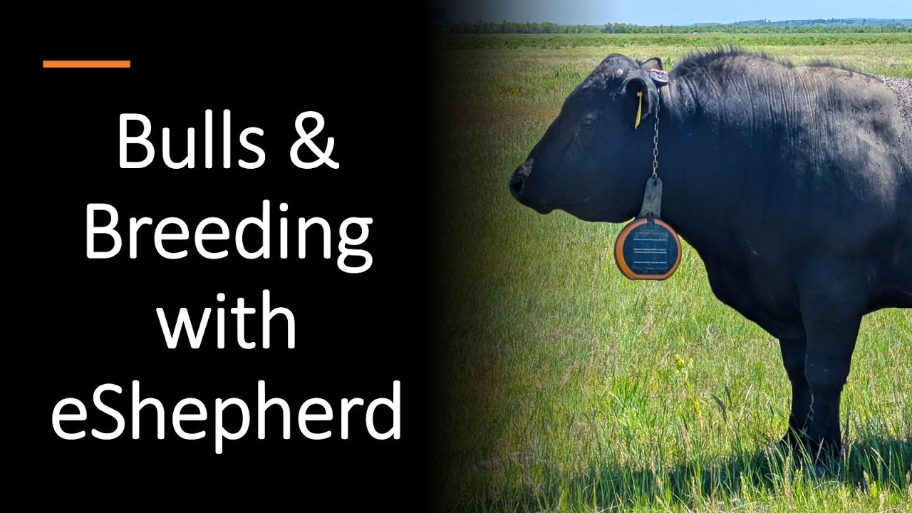 Bulls & Breeding with Virtual Fencing