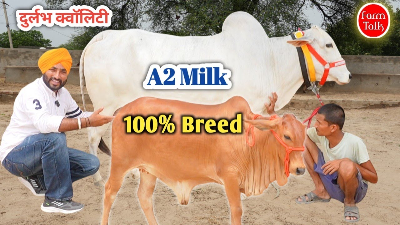 सरदार जसविंदर सिंह दे रहे हैं 5100₹ गाय की क़ीमत में छूट Pure Sahiwal Rathi Haryanvi Cow 👉 Farm Talk