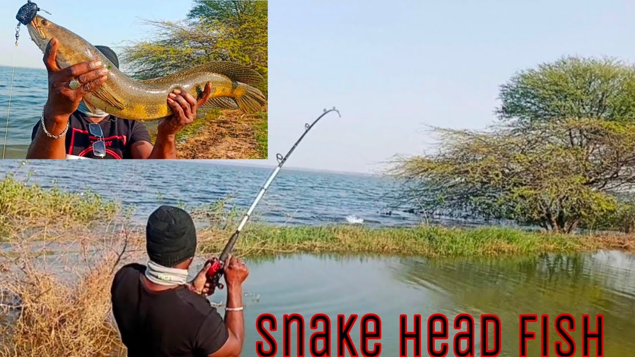 Fish Hunting Murrel Fish Catching How To Catch snakehead fish