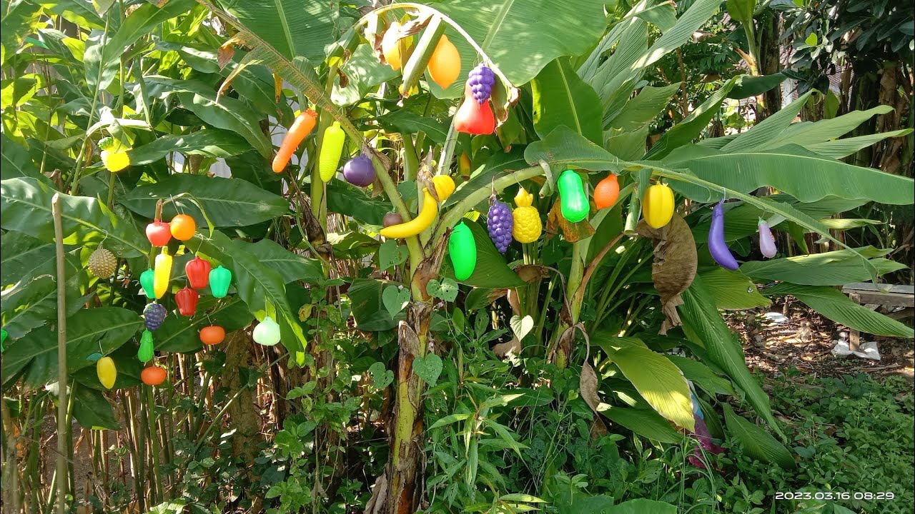 di pohon pisang banyak buah buahan dan sayuran berwarna warni apel🍎pisang🍌nanas 🍍anggur🍇 jeruk🍊