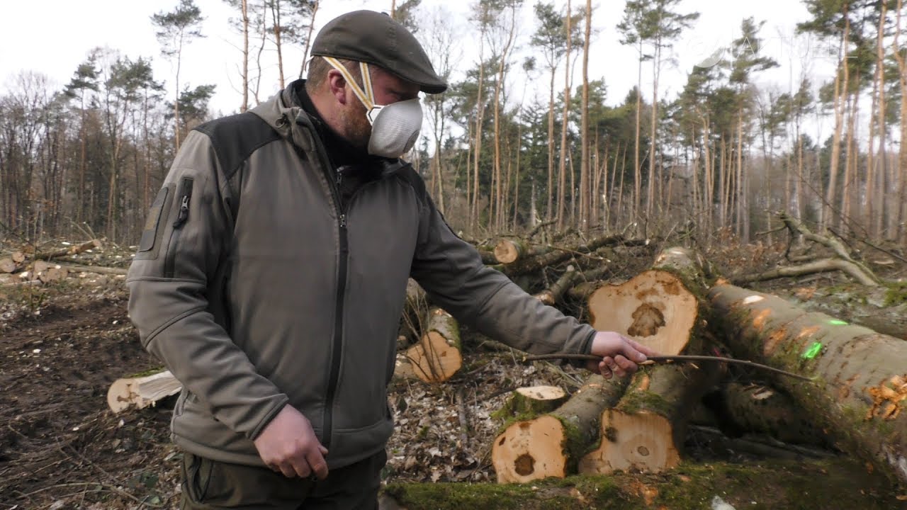 Gefährliche Pilze in Lich: 30.000 Bäume müssen weg