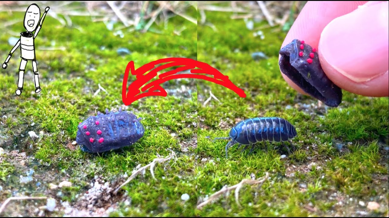 Turning a Roly-poly into a Ohmu.The world of miniatures used in clay. #StudioGhibli#Nausica