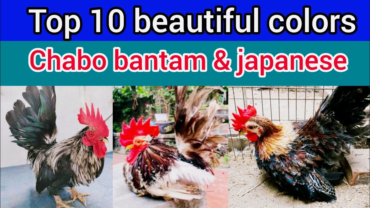japanese bantam chicken | top 10 colors of chabo & japanese bantam chicken | chabo bantam chicken