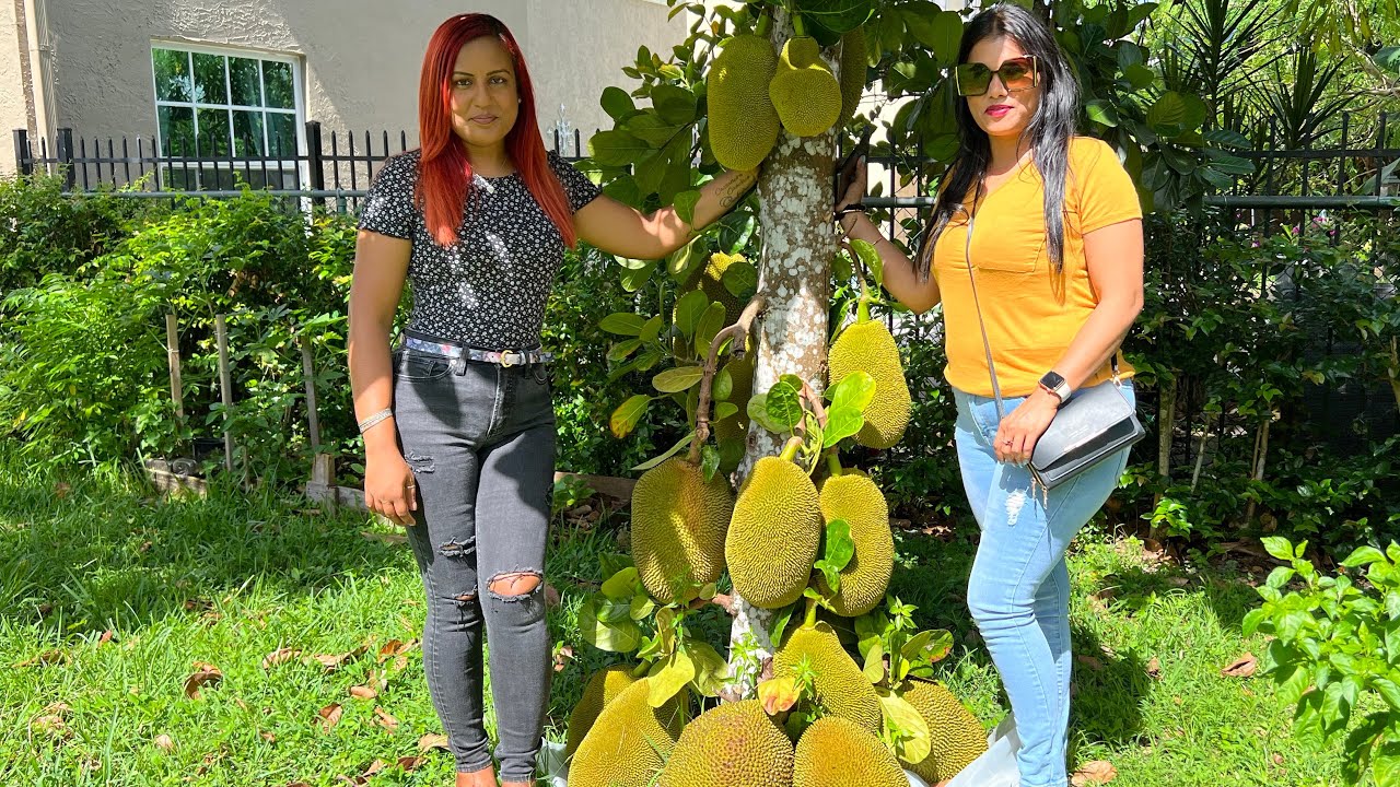 Picking jackfruit and Mango