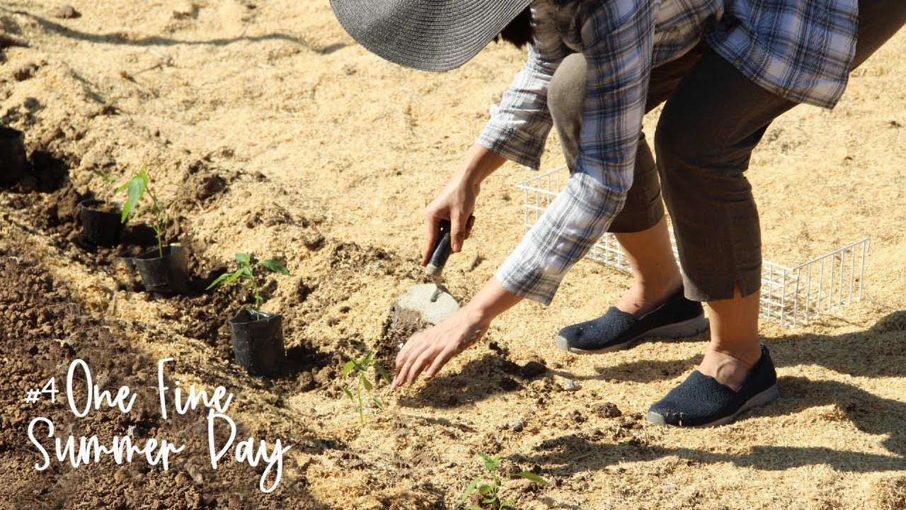 #4 One Fine Summer Day / Transplanting Pepper Seedings / A Silent Vlog