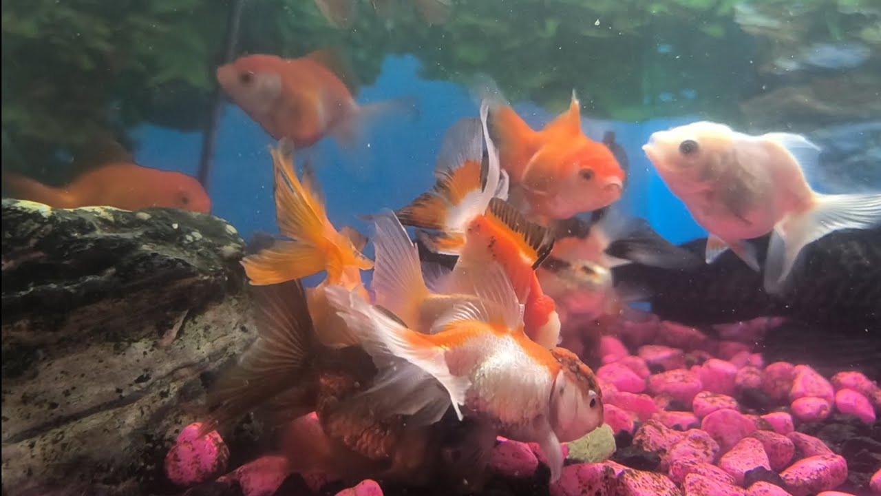 Cute Goldfish Many Colors Feeding Frenzy