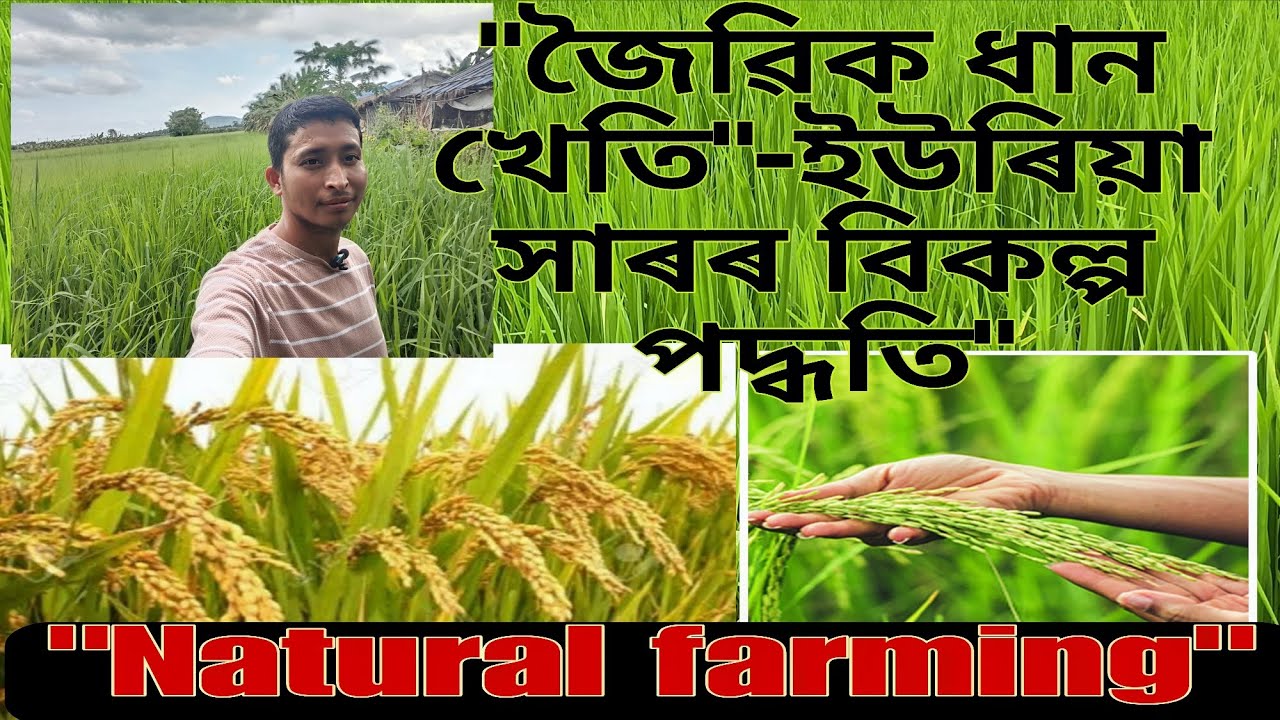 কেনেকৈ জৈৱিক ধান খেতি আৰম্ভ কৰিব পাৰি? Organic rice cultivation in assam.