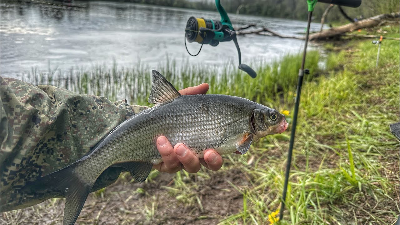 ЛЮТАЯ РАЗДАЧА СЫРТИ НА РЕКЕ ЛУГА | РЫБА КЛЮЕТ НА КАЖДОМ ЗАБРОСЕ | ВЕСЕННИЙ ФИДЕР 2025
