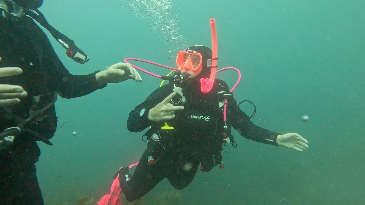 Scuba Diving for the FIRST Time [OPEN WATER] Dolphin Encounter at the End