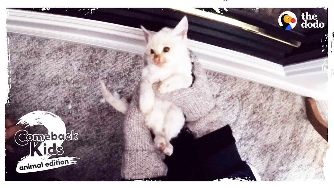 Frozen Kitten Brought Back To Life by Family UPDATE | The Dodo Comeback Kids
