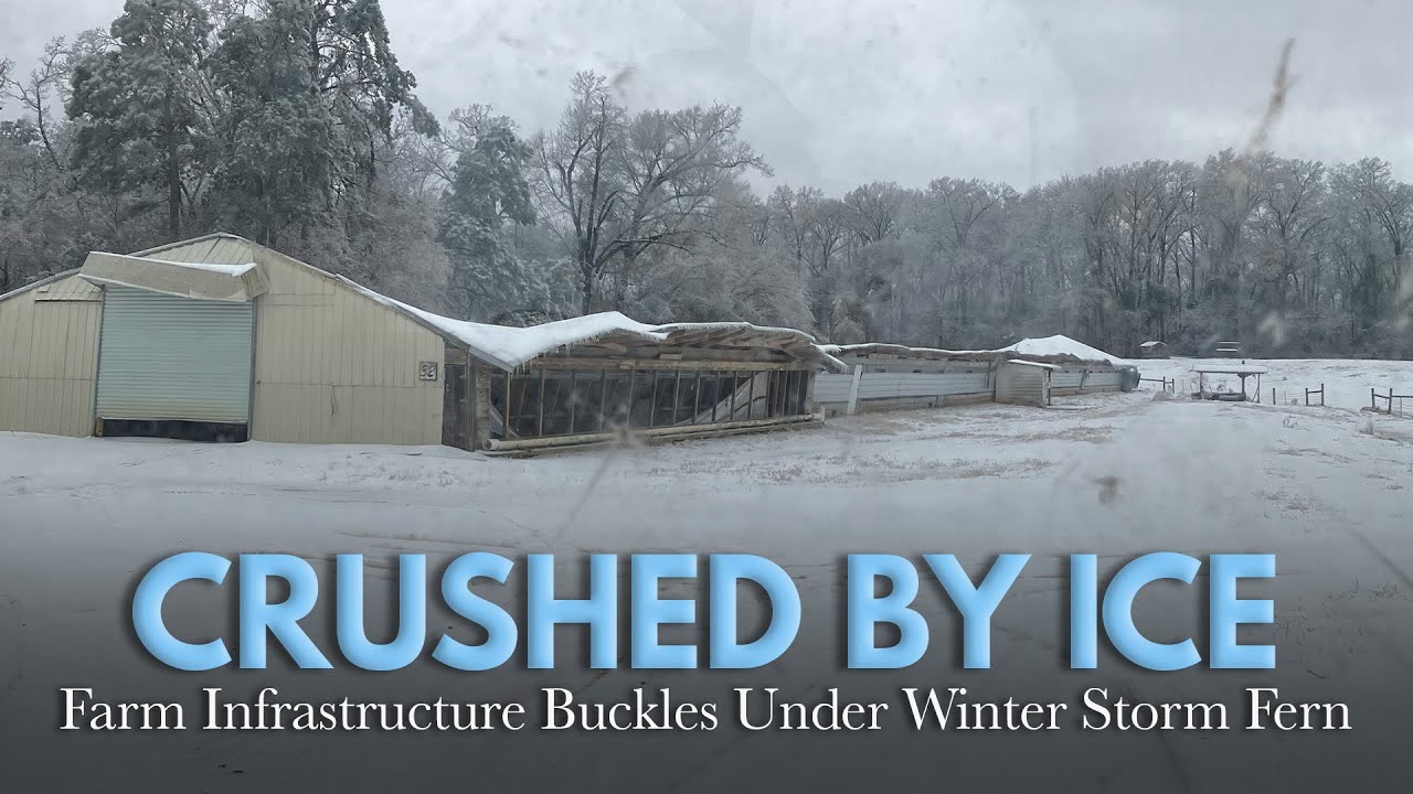 Winter Storm Fern Leaves Heavy Damage on North Louisiana Farms