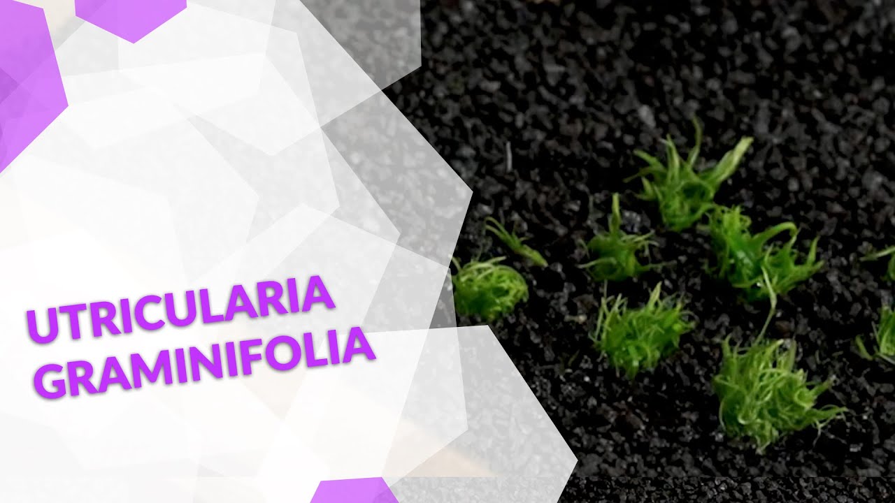 Utricularia graminifolia Grasblättriger Wasserschlauch, ein Bodendecker fürs Aquarium