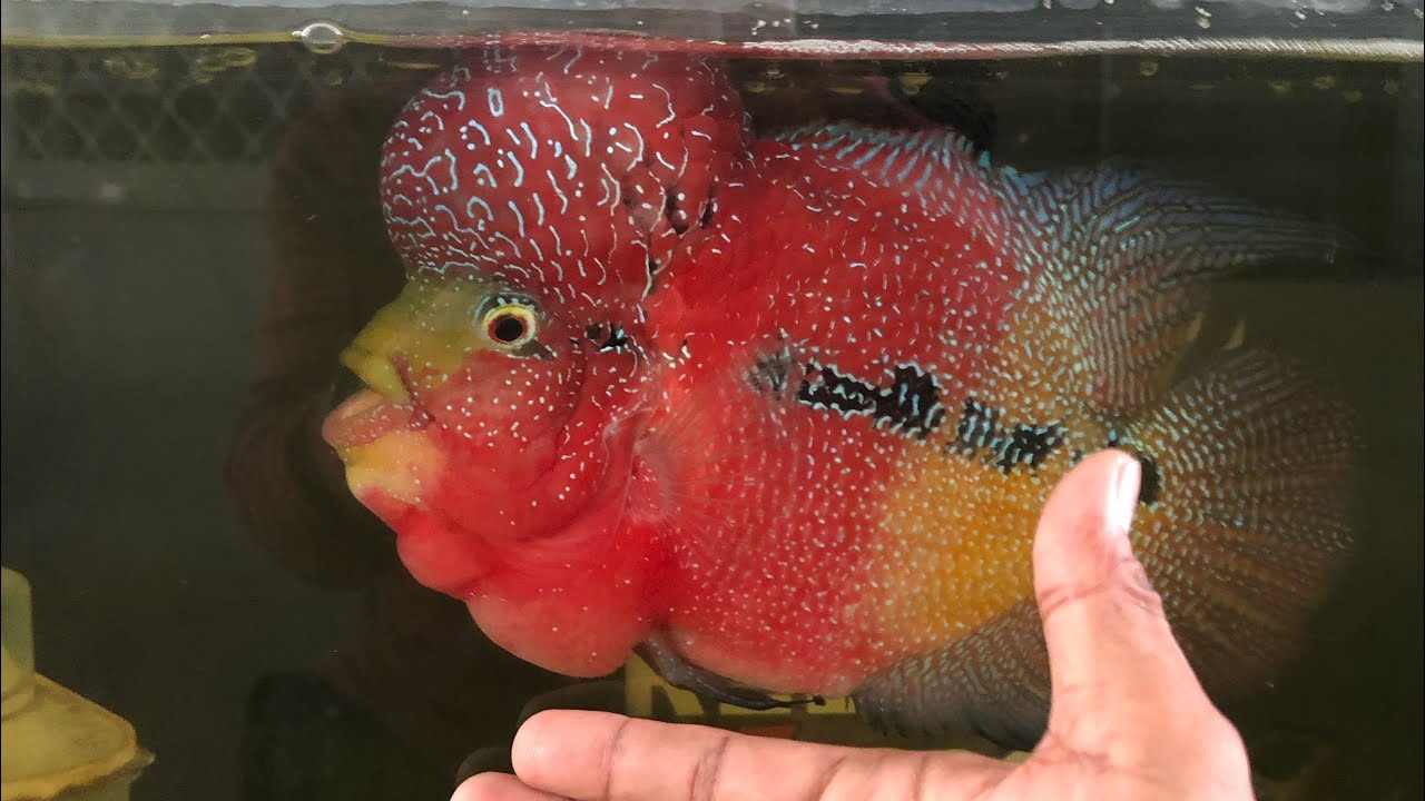 BUMISITA KAMI SA NAPAKALAKING FLOWER HORN.NGAYON LANG AKO NAKAKITA NG GANITO😊