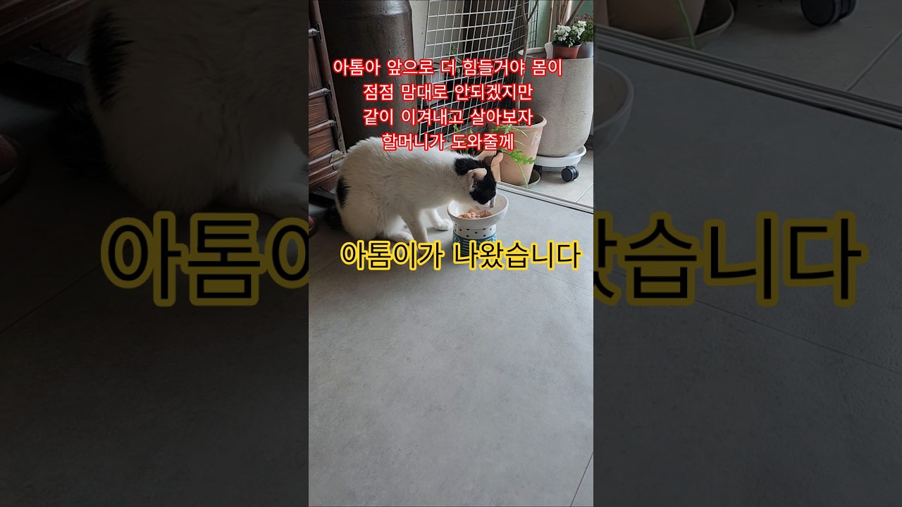 며칠 만에 드디어 #아톰이 #길고양이구조 #소뇌위축고양이#중이염 고양이 #할머니와 고양이