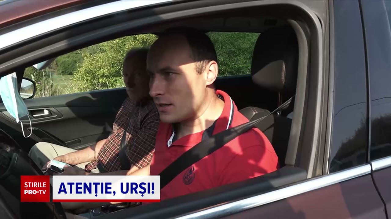 Urșii, o prezență obișnuită în zonele turistice. Autoritățile au amplasat indicatoare de avertizare